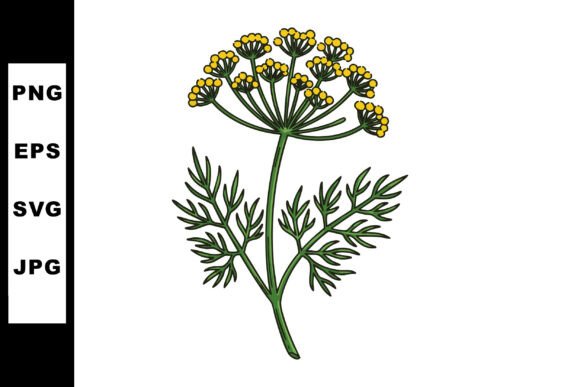 Fennel Herb Plant with Yellow Flowers