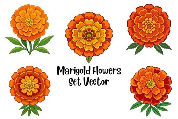 Marigold Flowers Set Vector
