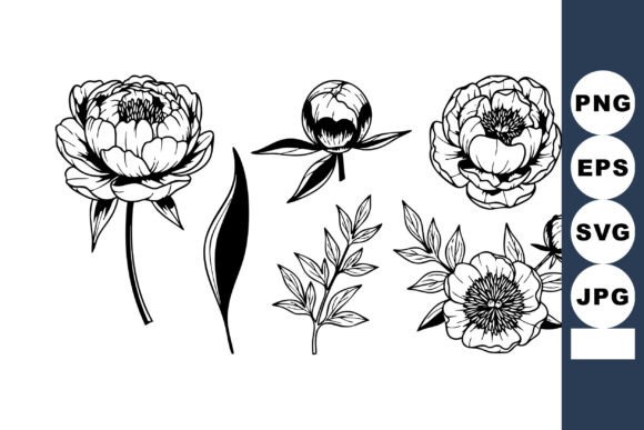 Peony Graphics for Botanical Branding